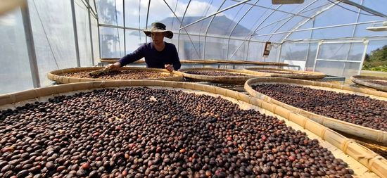 南投仁愛鄉咖啡．雲影之中的極品香韻 | 松釀文創咖啡 Songniang Coffee