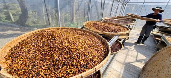 南投仁愛鄉咖啡．雲影之中的極品香韻 | 松釀文創咖啡 Songniang Coffee