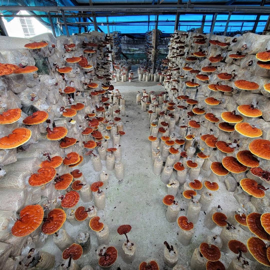 竹林松杉靈芝農場