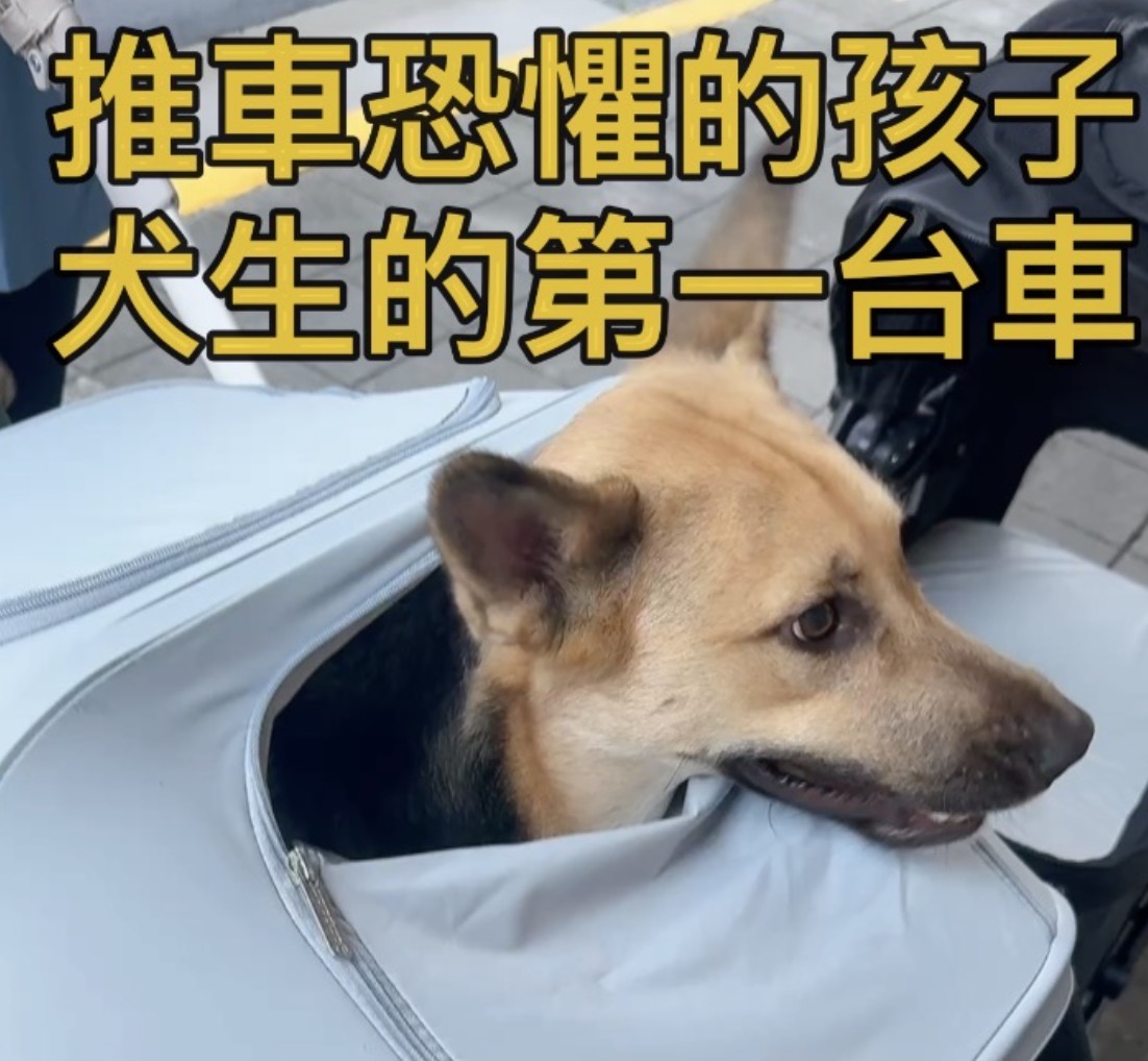 推車恐懼的孩子 犬生的第一台推車
