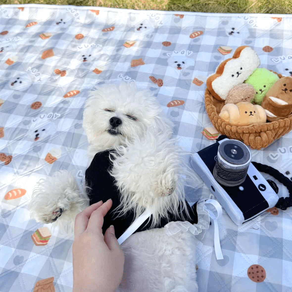 637058431_1244168104326756_8