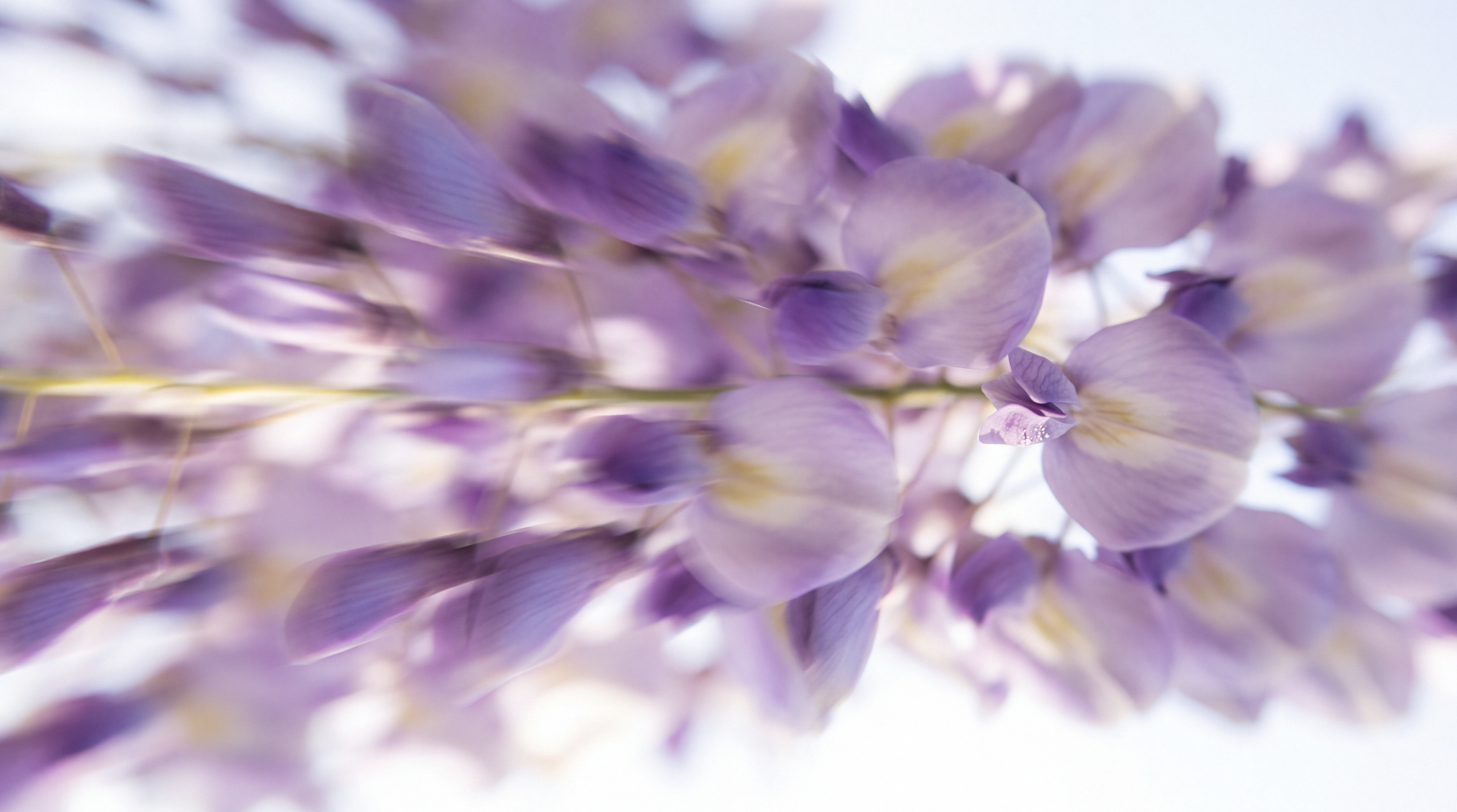 阿爾卑斯山蝴蝶花萃取｜ALPAFLOR® BUDDLEJA AO 