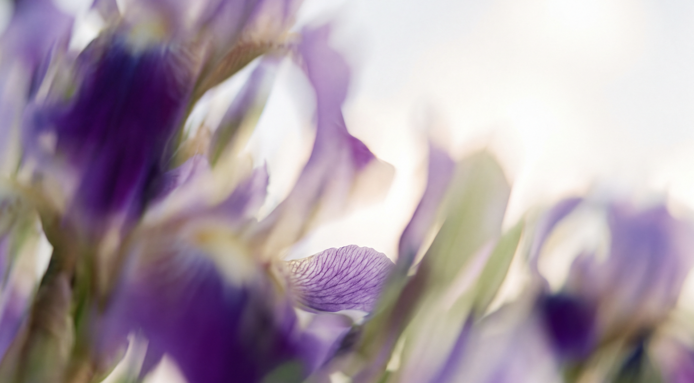鳶尾花萃取｜Iris Florentina Root Extract