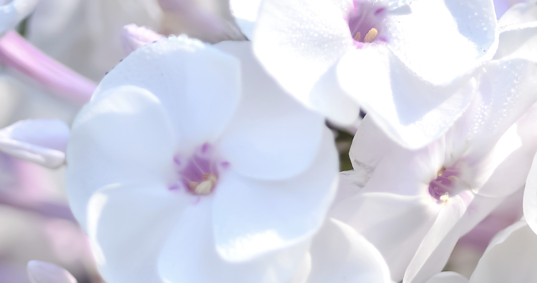 白花蝴蝶蘭萃取｜Phalaenopsis Amabilis Extract