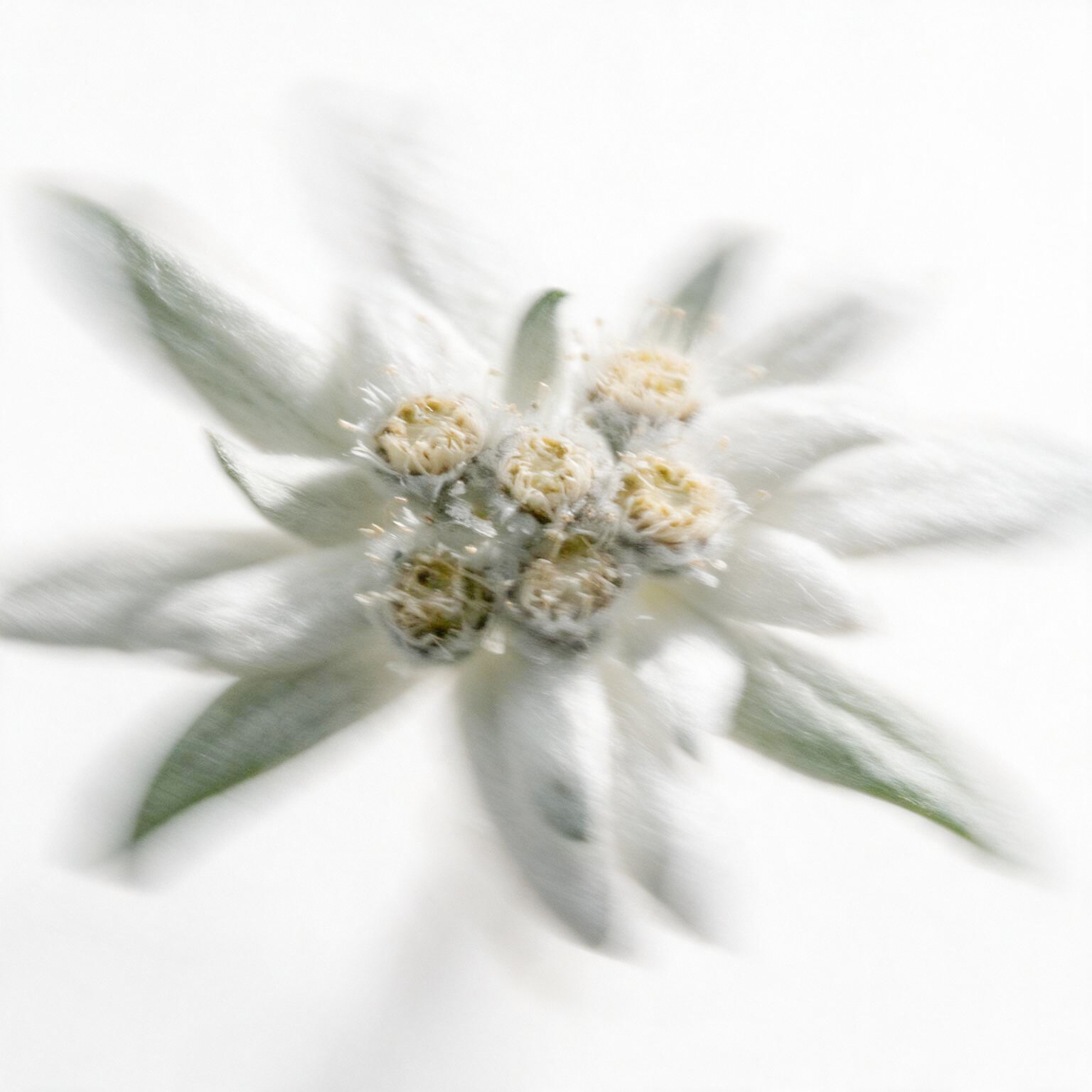 阿爾卑斯山雪絨花萃取｜ALPAFLOR® EDELWEISS CB