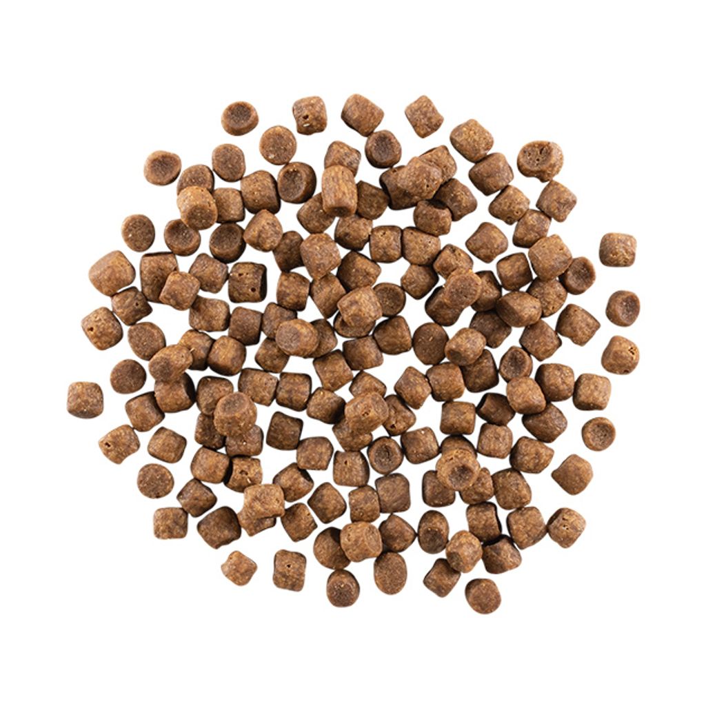 GO_CF_Carn-GFCTD_Burst-630