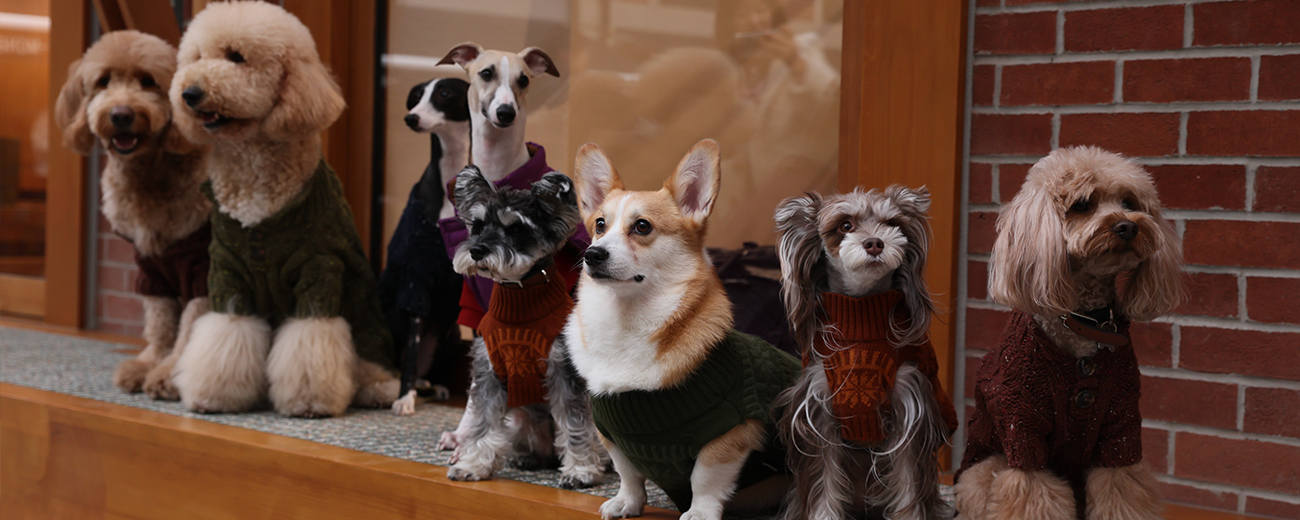 🐶❄️ 冬季老狗保暖術 ❄️🐶