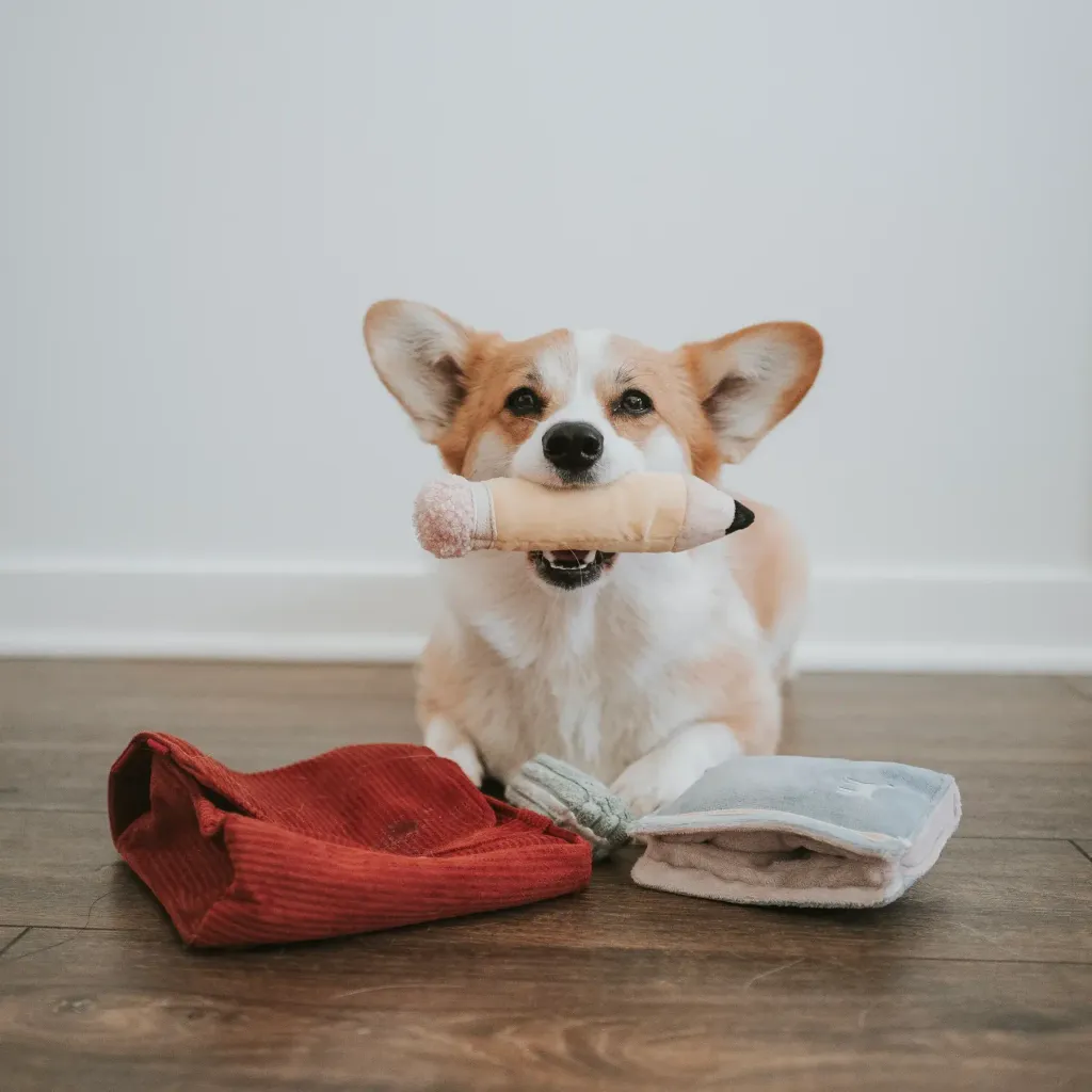 umeshu.corgiBACKTOSCHOOLDOGGIESET15