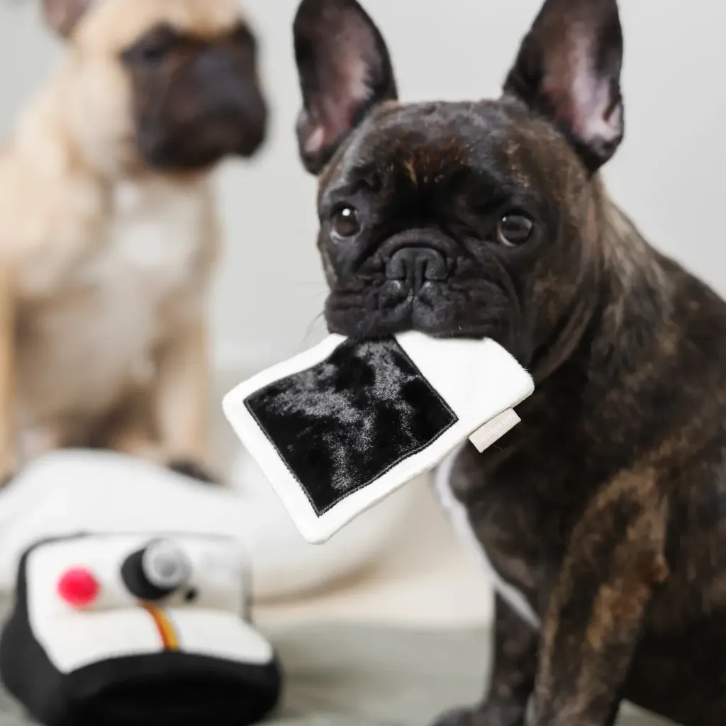 yoko.kiiroINSTANTCAMERA11_4d492494-7901-414f-8a55-b7c1eeff40e9