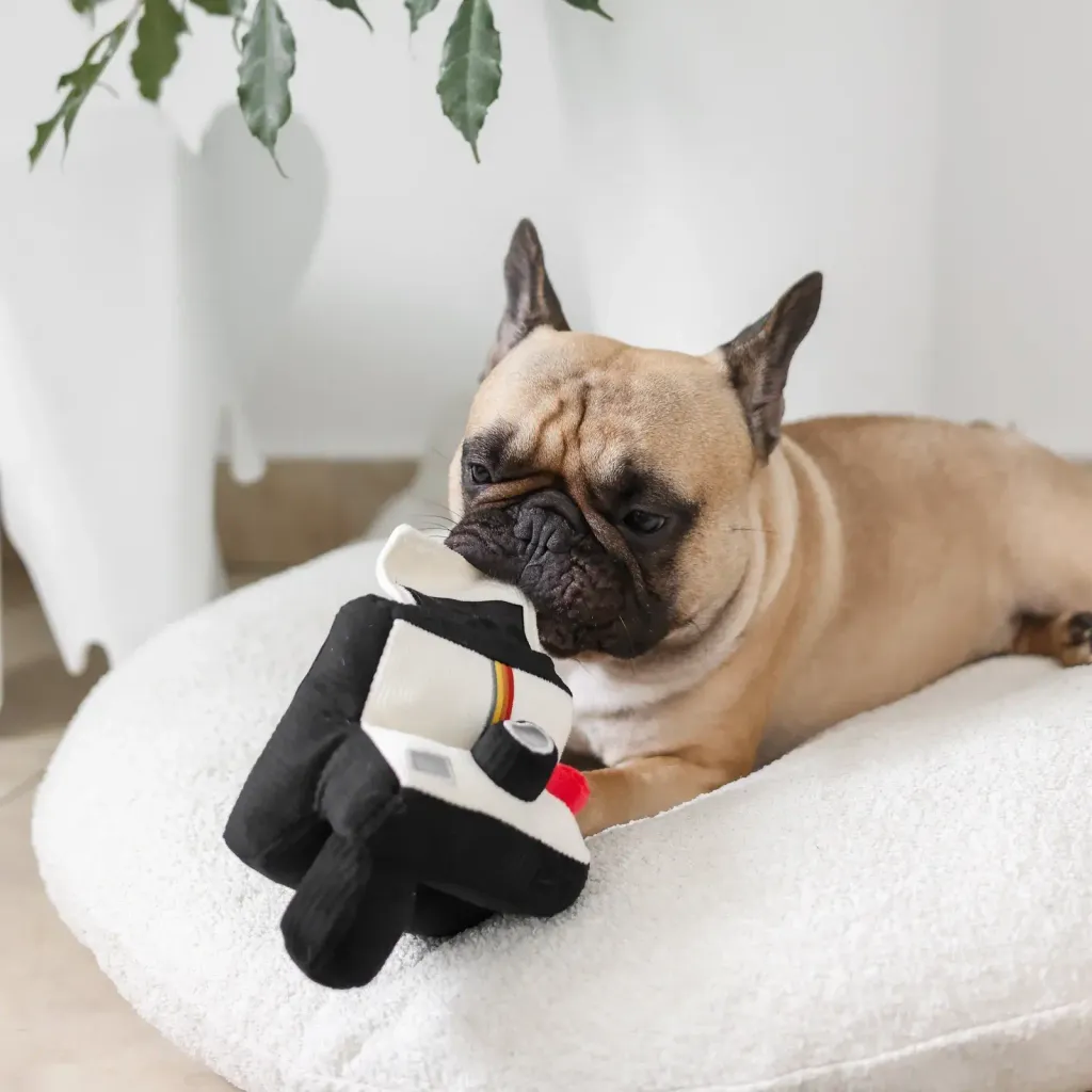 yoko.kiiroINSTANTCAMERA4