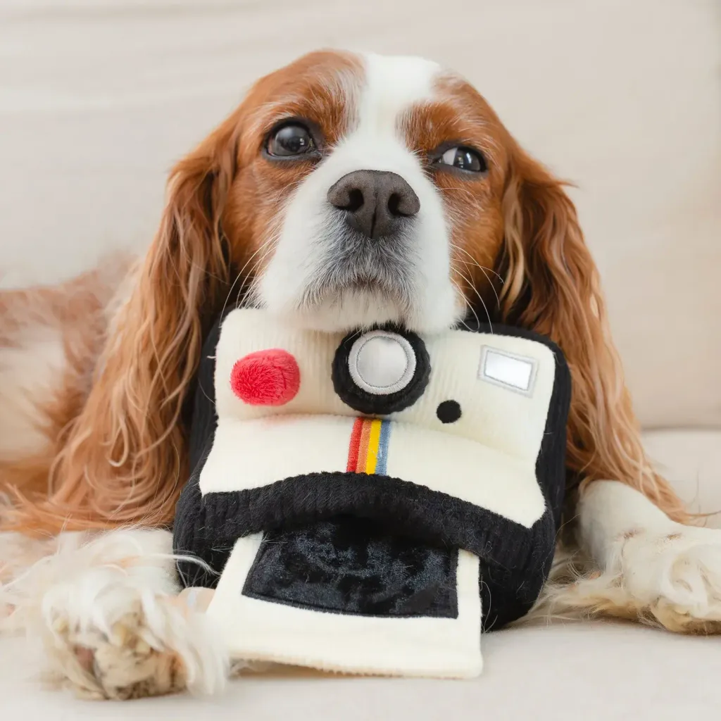 wanderlust.wagginINSTANT.CAMERA4