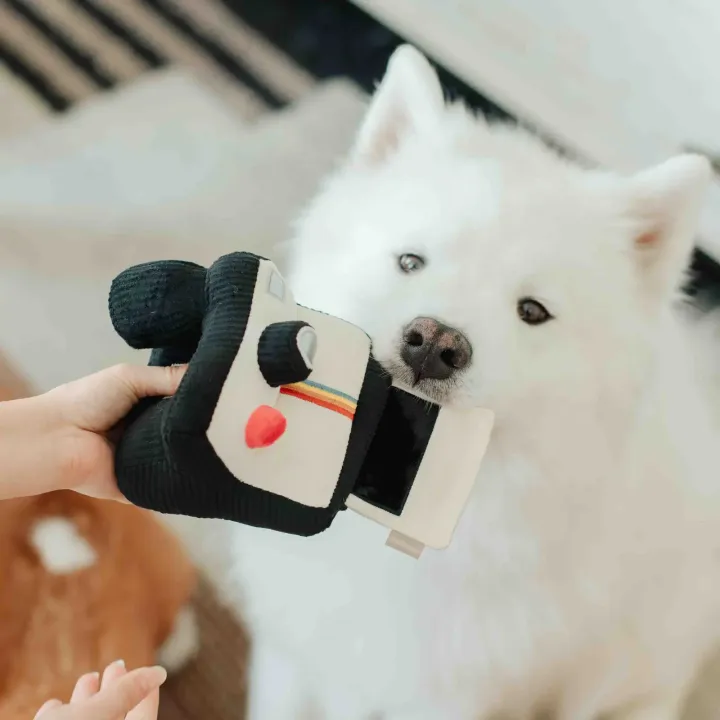 houseofpawtatoes_INSTANT_CAMERA_3