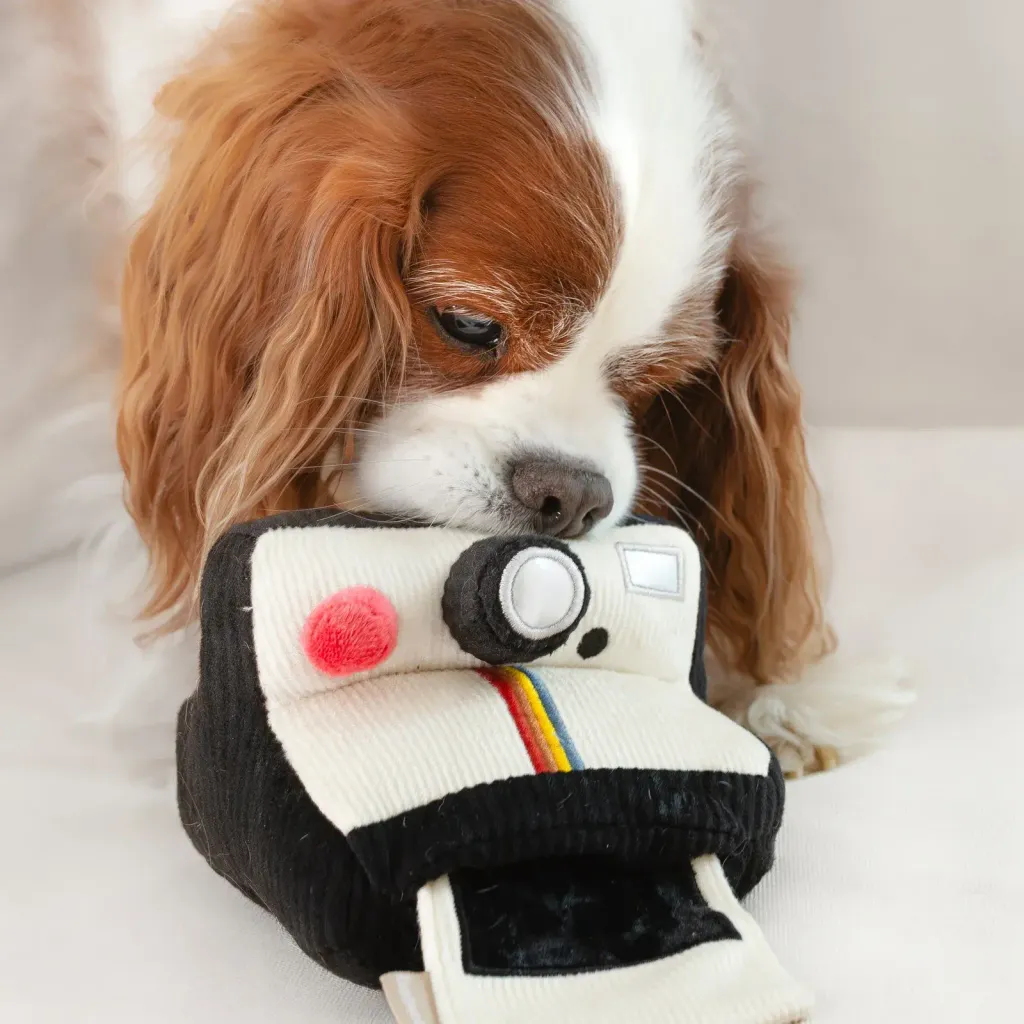 wanderlust.wagginINSTANT.CAMERA3_97d48fd4-7ce1-4c0d-9885-5641aac782d4