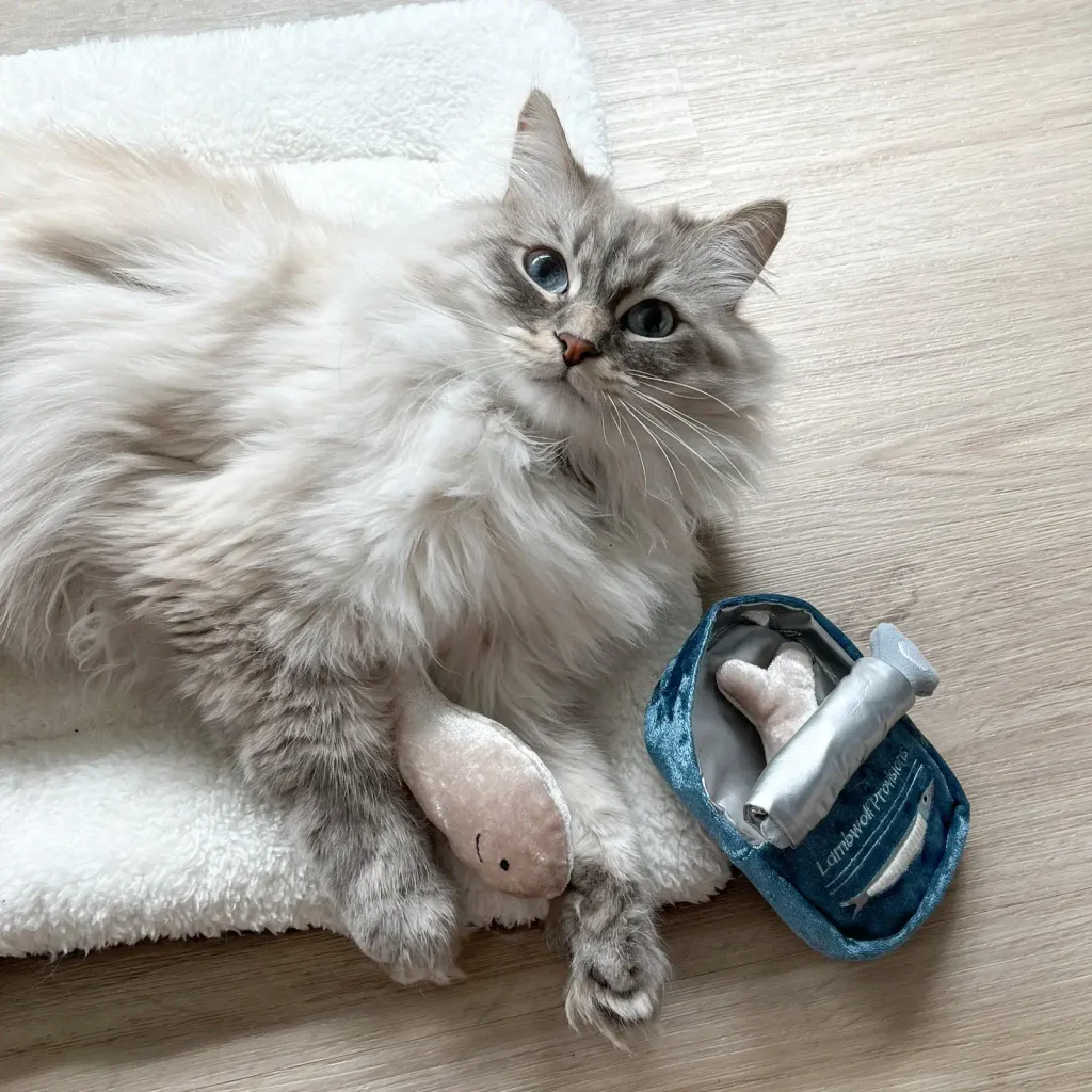 gojo.siberianKITTYSARDINES7