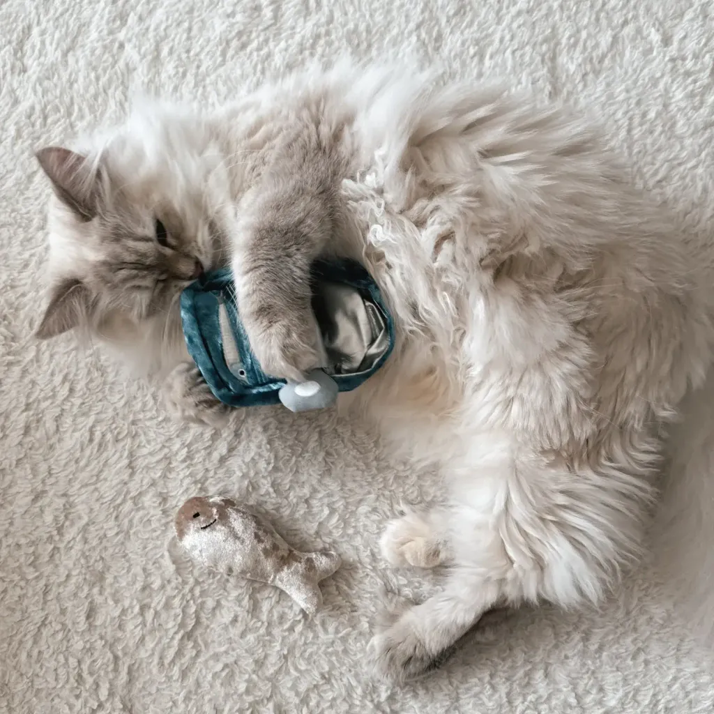 somi.lumi.bamiKITTYSARDINES3