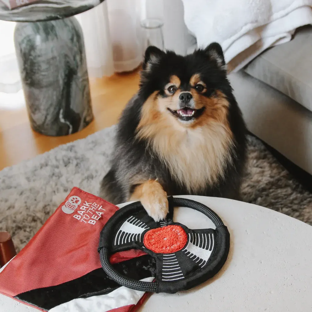 pomtoroBARKTOTHEBEAT1