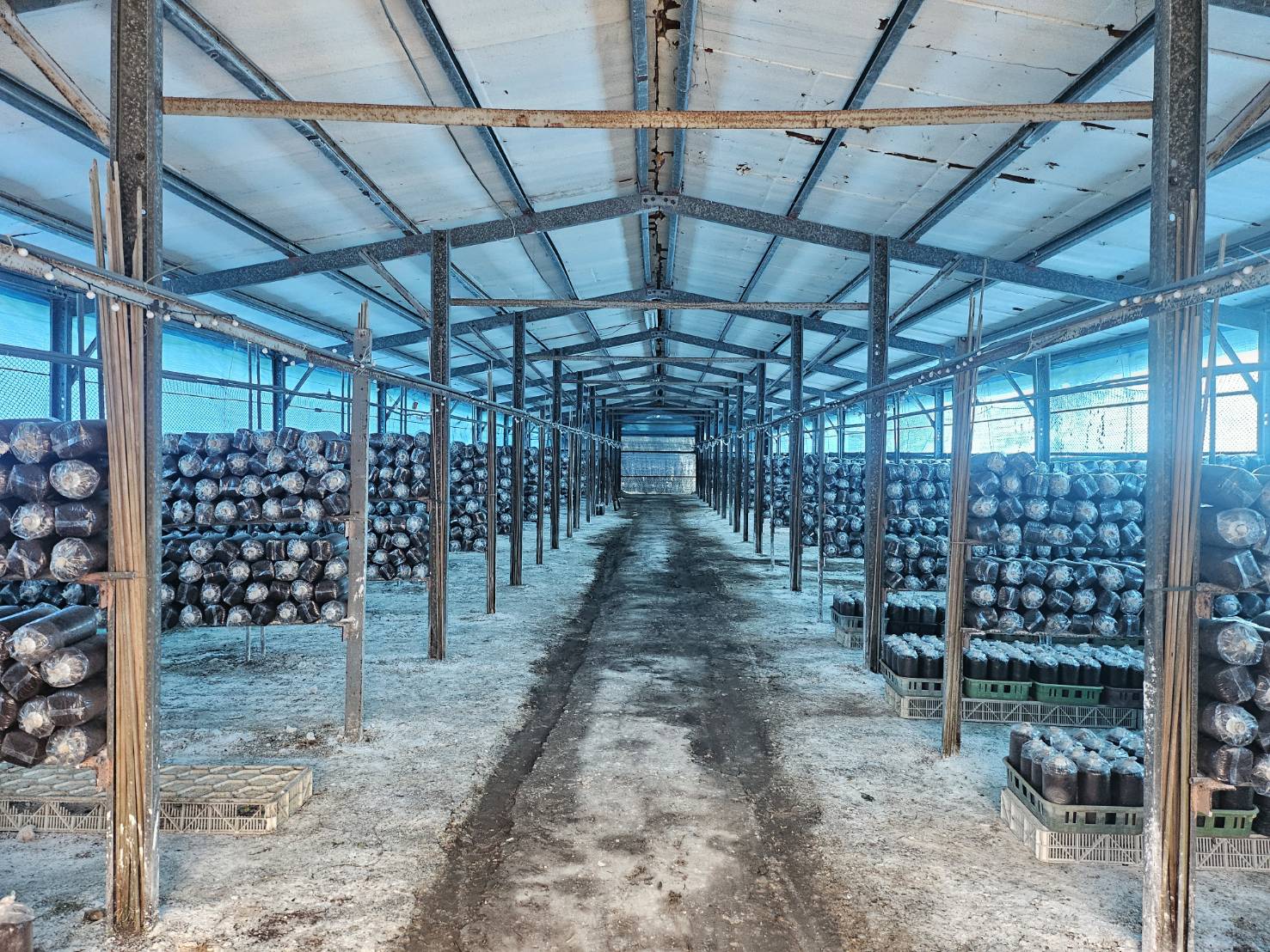 [Yilan County] Zhulin Lingzhi farm