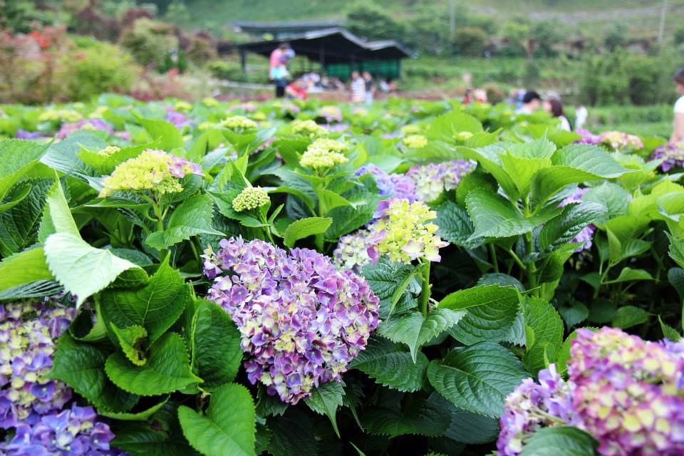 [Taipei City] Datitian Flower Farm