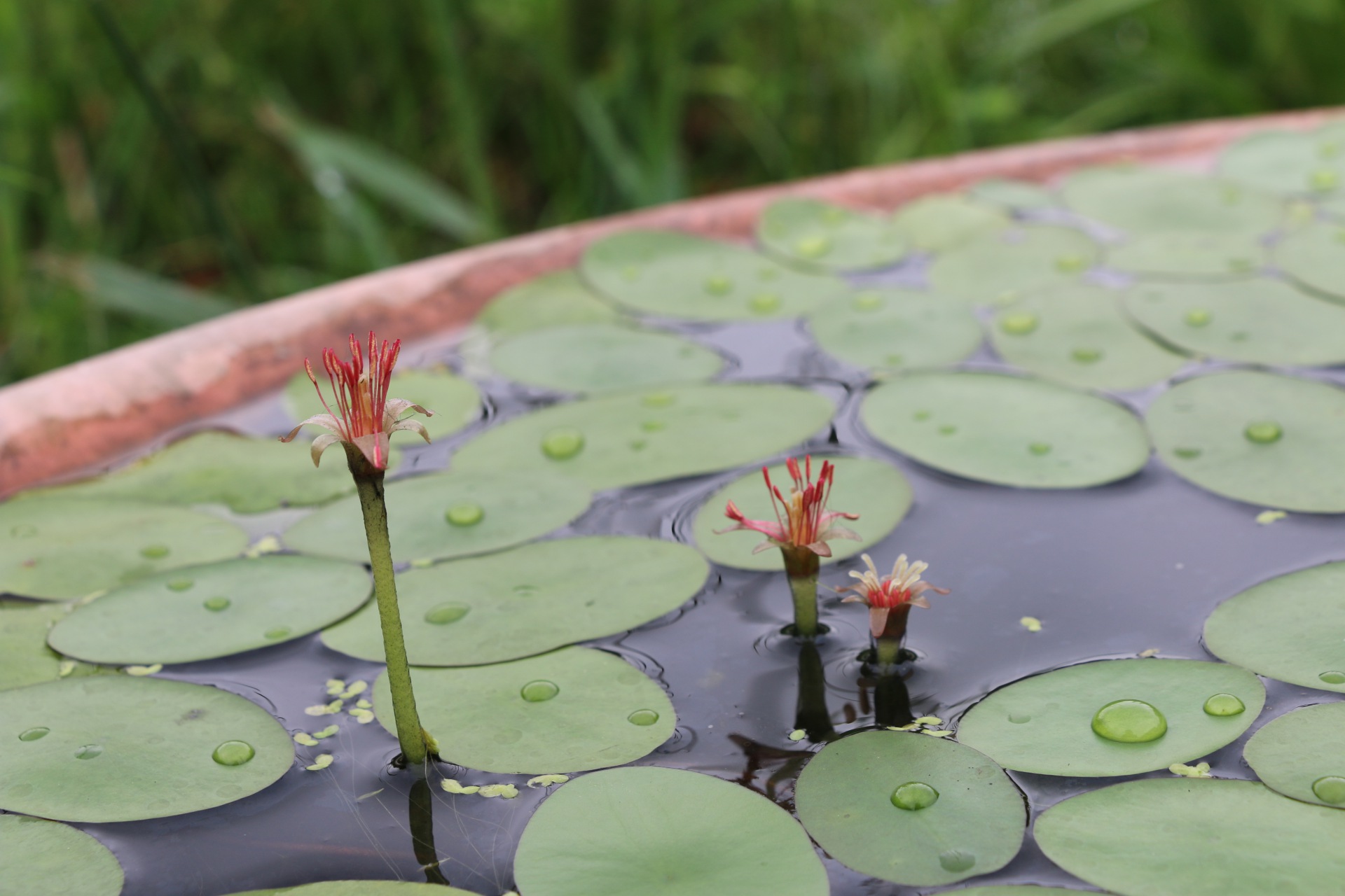 蓴菜
