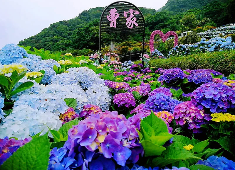 [Taipei City] Tsao's Wonderland