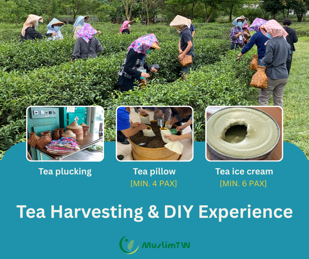 [Xing Yuan Tea Farm] Tea Harvesting & DIY Experience