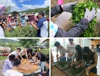 2-製茶體驗(組合)