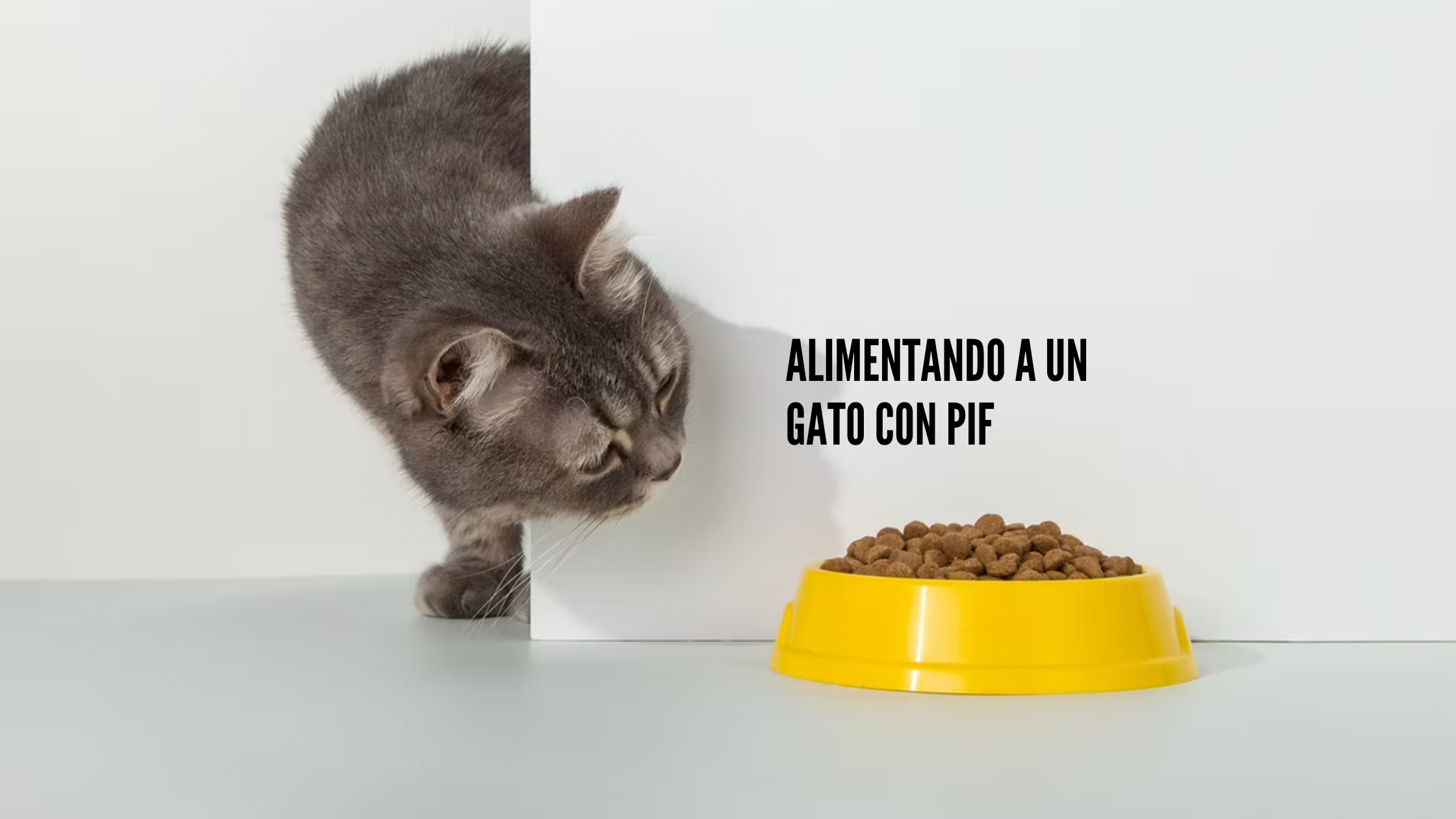 Alimentando a un gato con PIF