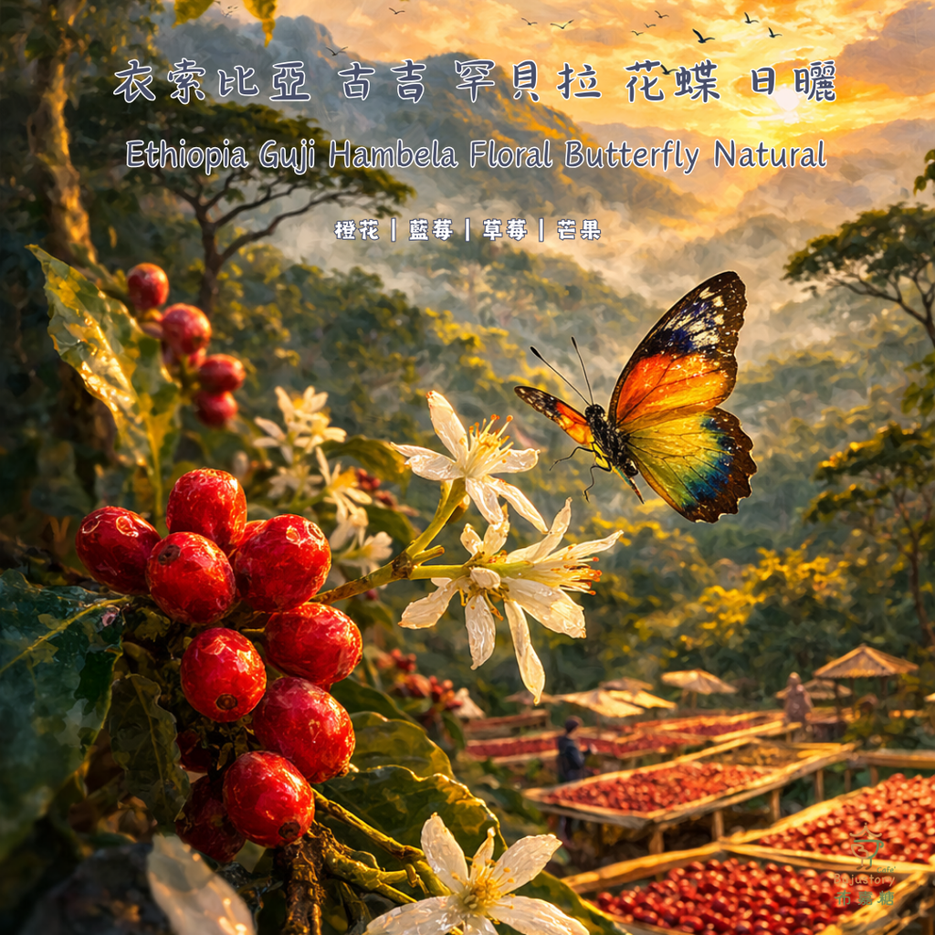 衣索比亞 古吉 罕貝拉 花蝶 日曬