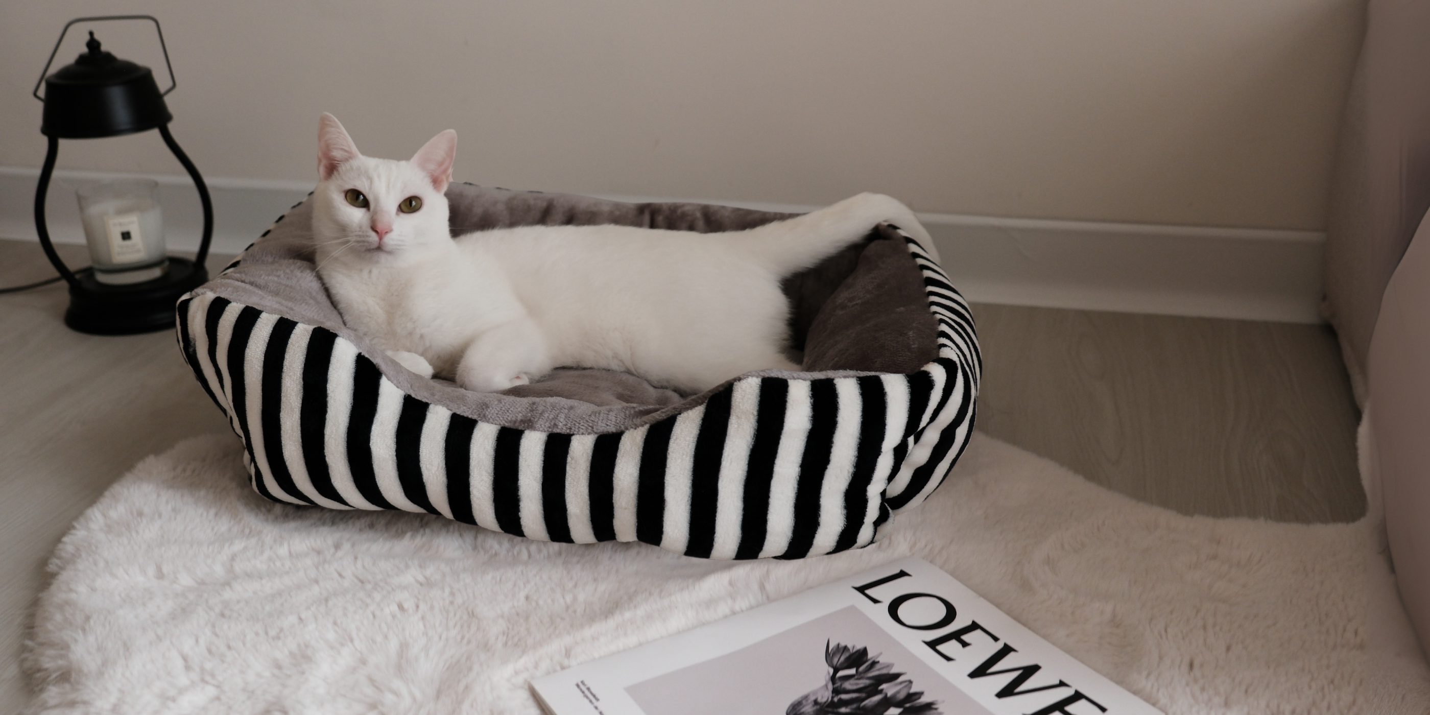 Pamper Your Pet | FÀMINOU 法米諾