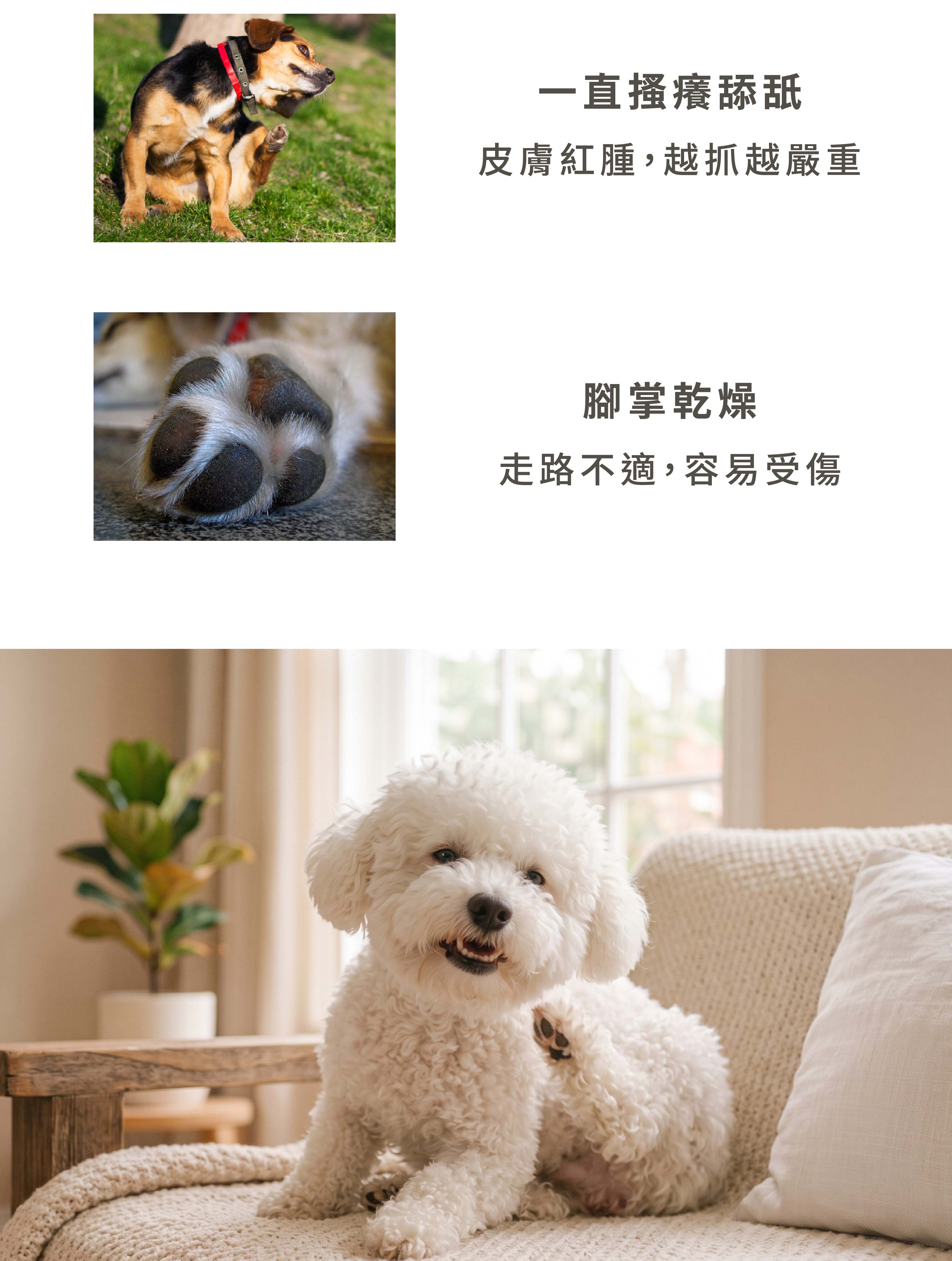 狗狗bye bye boo boo長圖-02