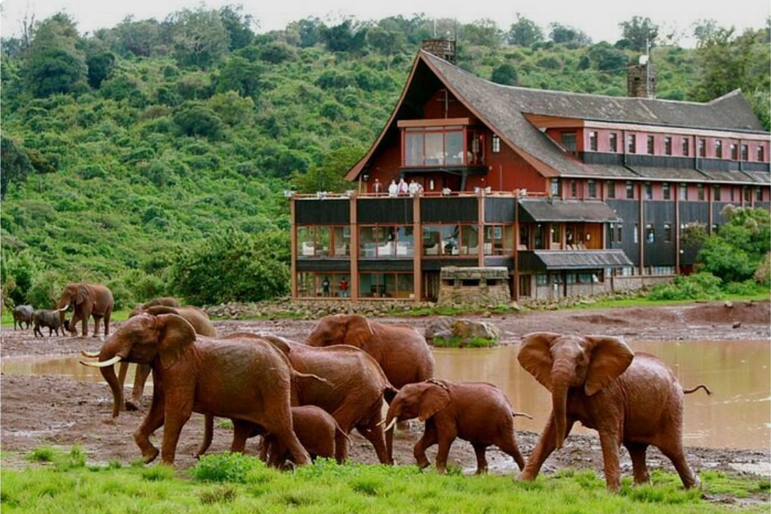 Kenya safari