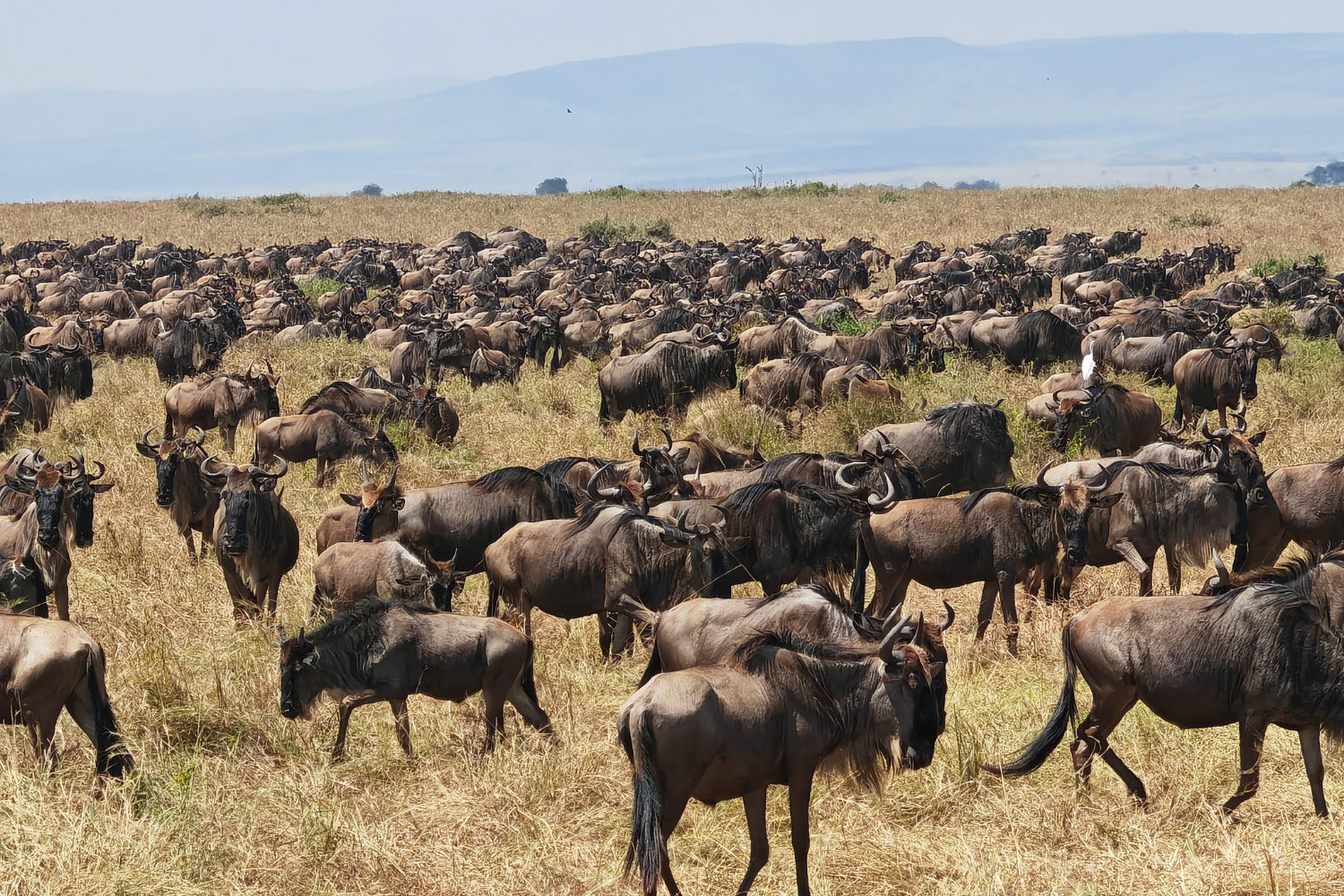 Kenya safari