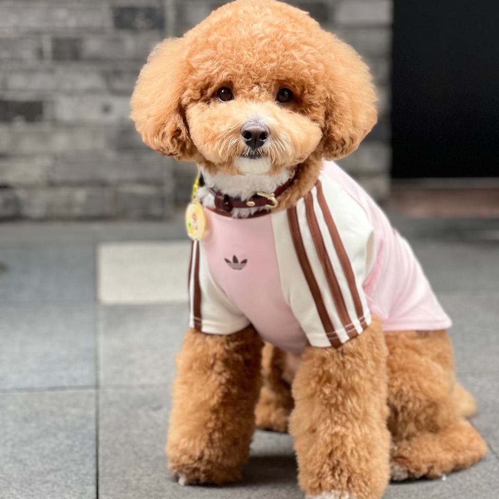 image_D0D0AC47-F037-488B-8FC5-6DA45526F8F0_1774901834