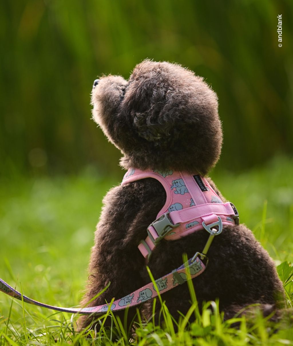 image_C45FD07A-132E-4094-B02F-4D76AC127932_1754312581