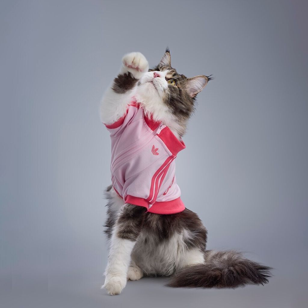 image_6AE553C4-F0F0-4AB8-BCED-6FFF2AE70993_1759208081