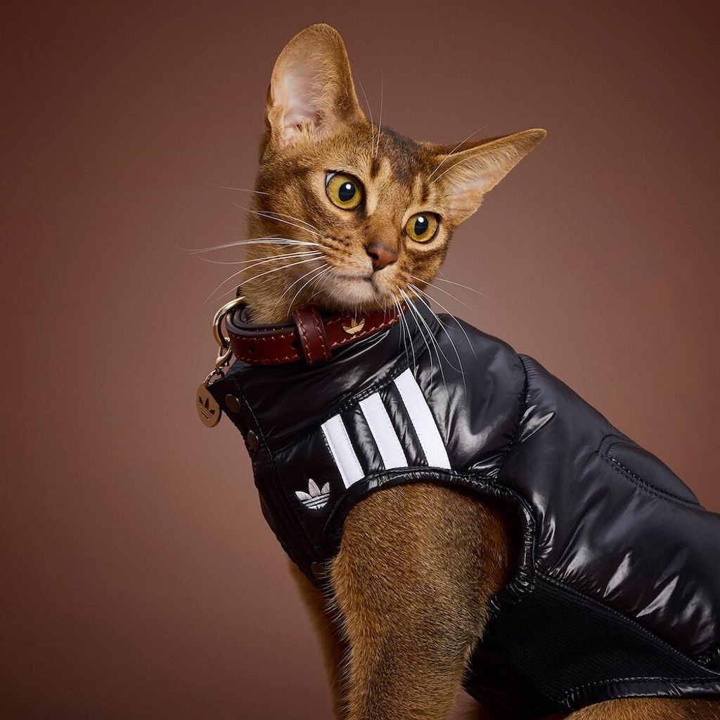 image_902D25DA-97E8-458E-952B-6D024BF29499_1759388101