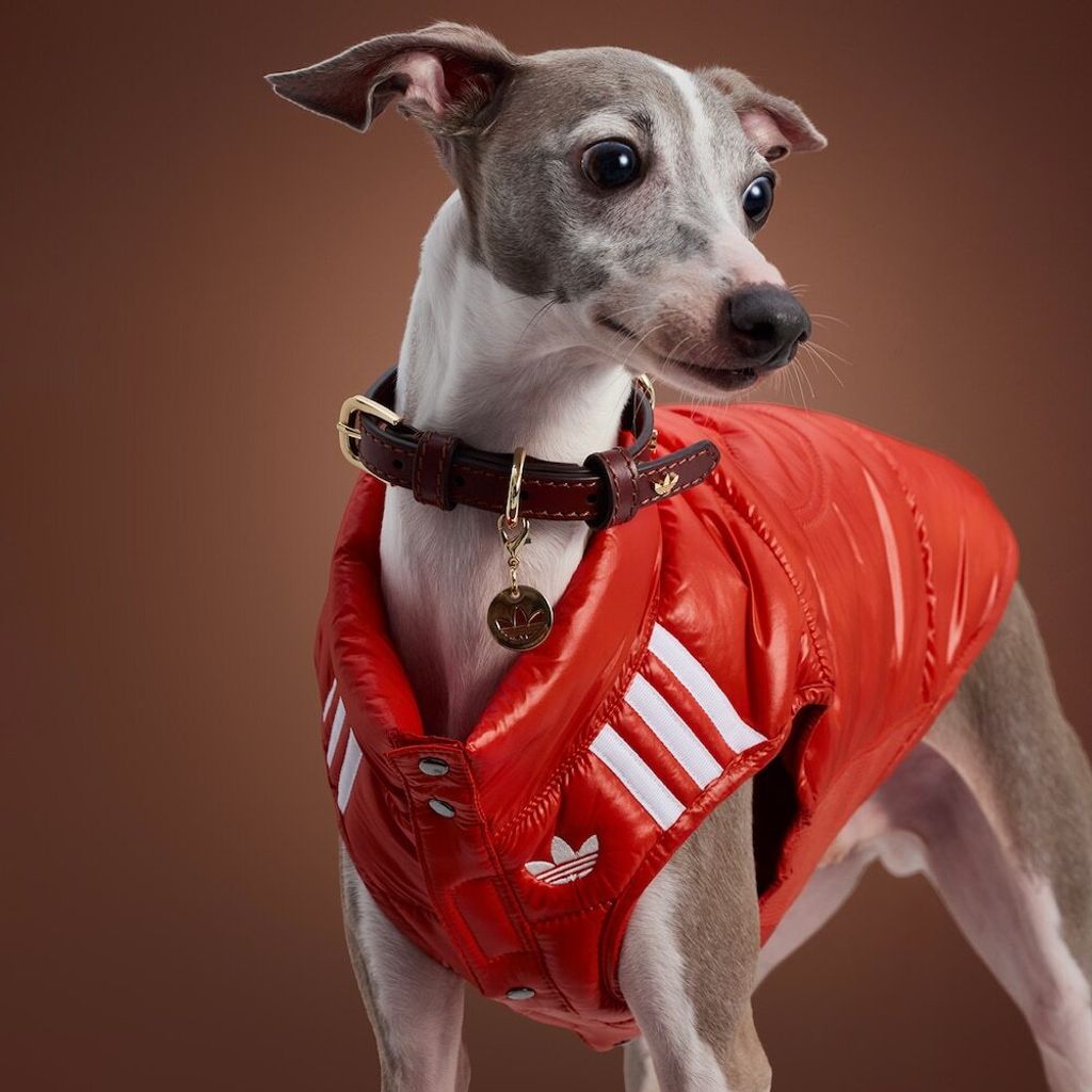 image_3C4BC768-6AAB-4362-A3DB-B86158A6281D_1759388101