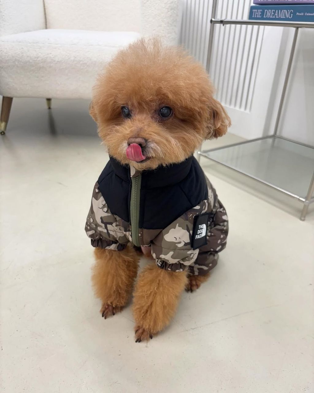 image_91002CAB-151F-4332-81A1-1C24E273A9C4_1761815163