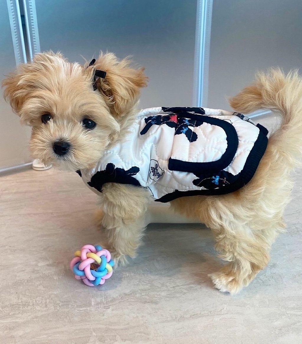 image_4A44C379-B85C-4297-8251-126340516386_1761828523