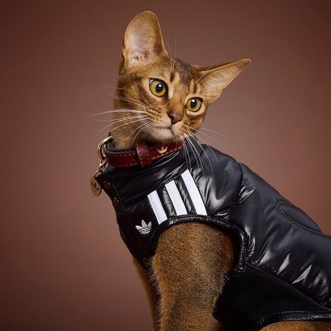 image_902D25DA-97E8-458E-952B-6D024BF29499_1759388101