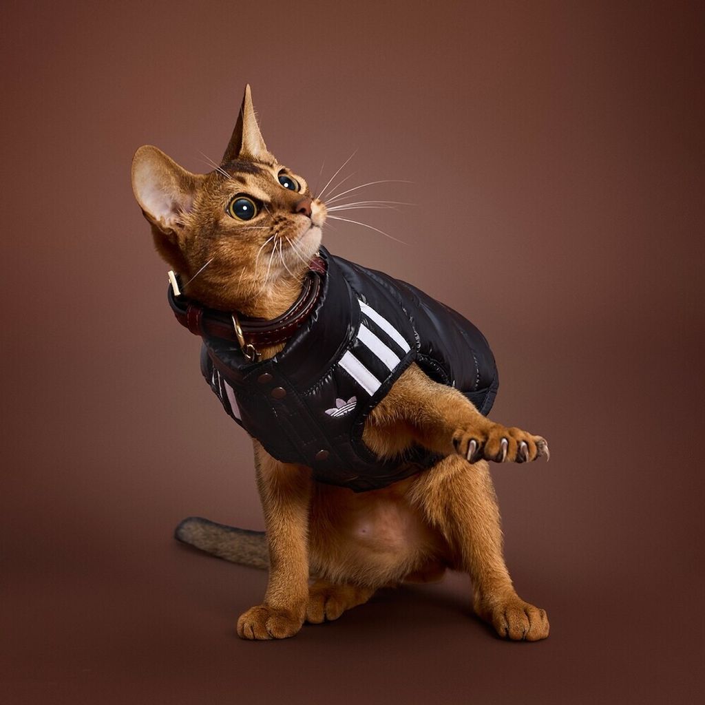 image_0A8C54FD-A6B7-4355-B0DF-900F806431C3_1759388101