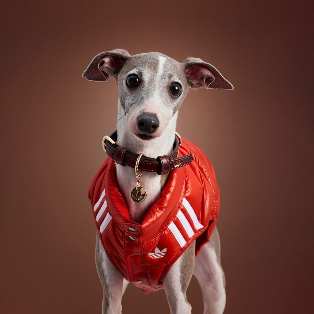 image_03E6C56B-7D96-414B-B5FC-85E292E4B82E_1759388101