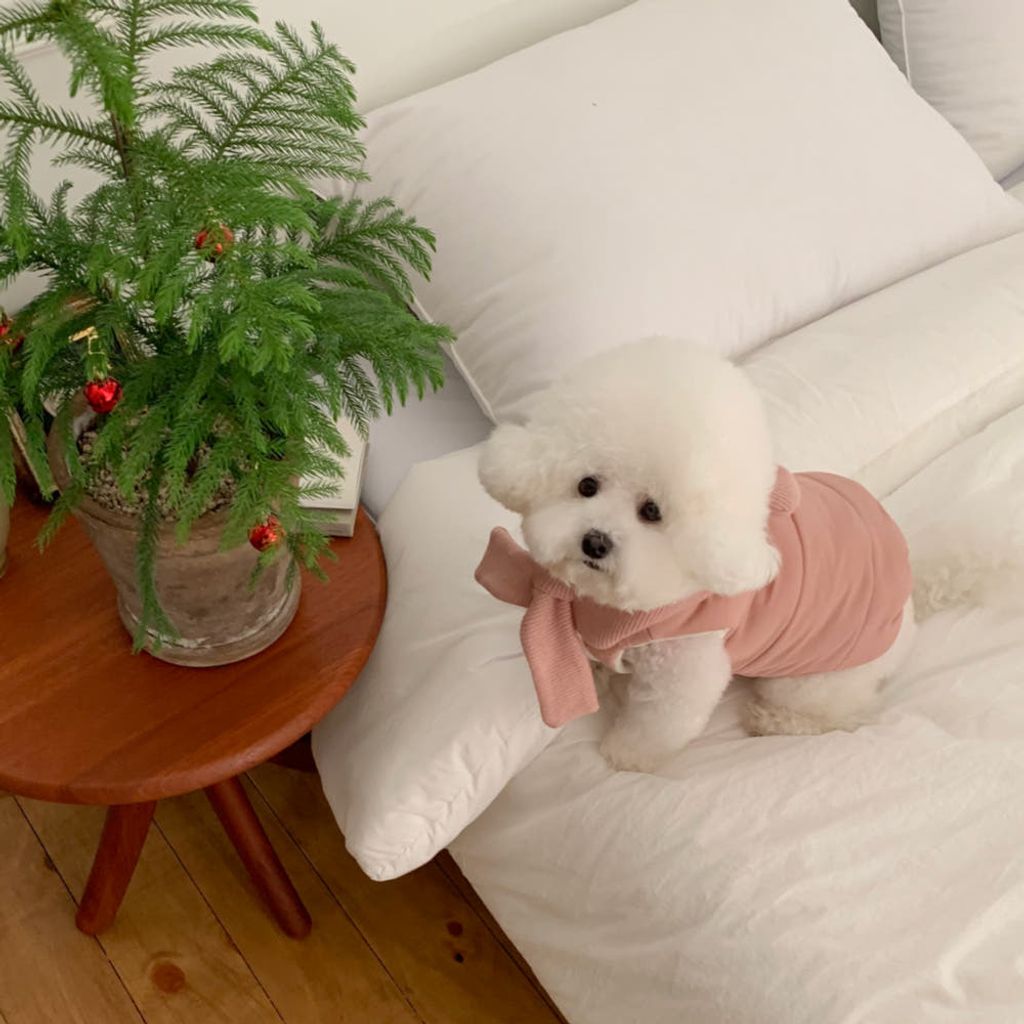 image_B0B3A287-E72E-42F9-B3FD-6975347F6349_1766443157