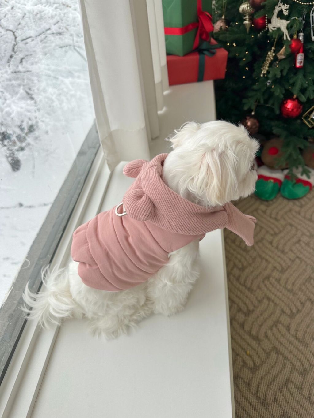 image_B8660E0C-5717-4117-90E9-A33944C7960B_1766656418