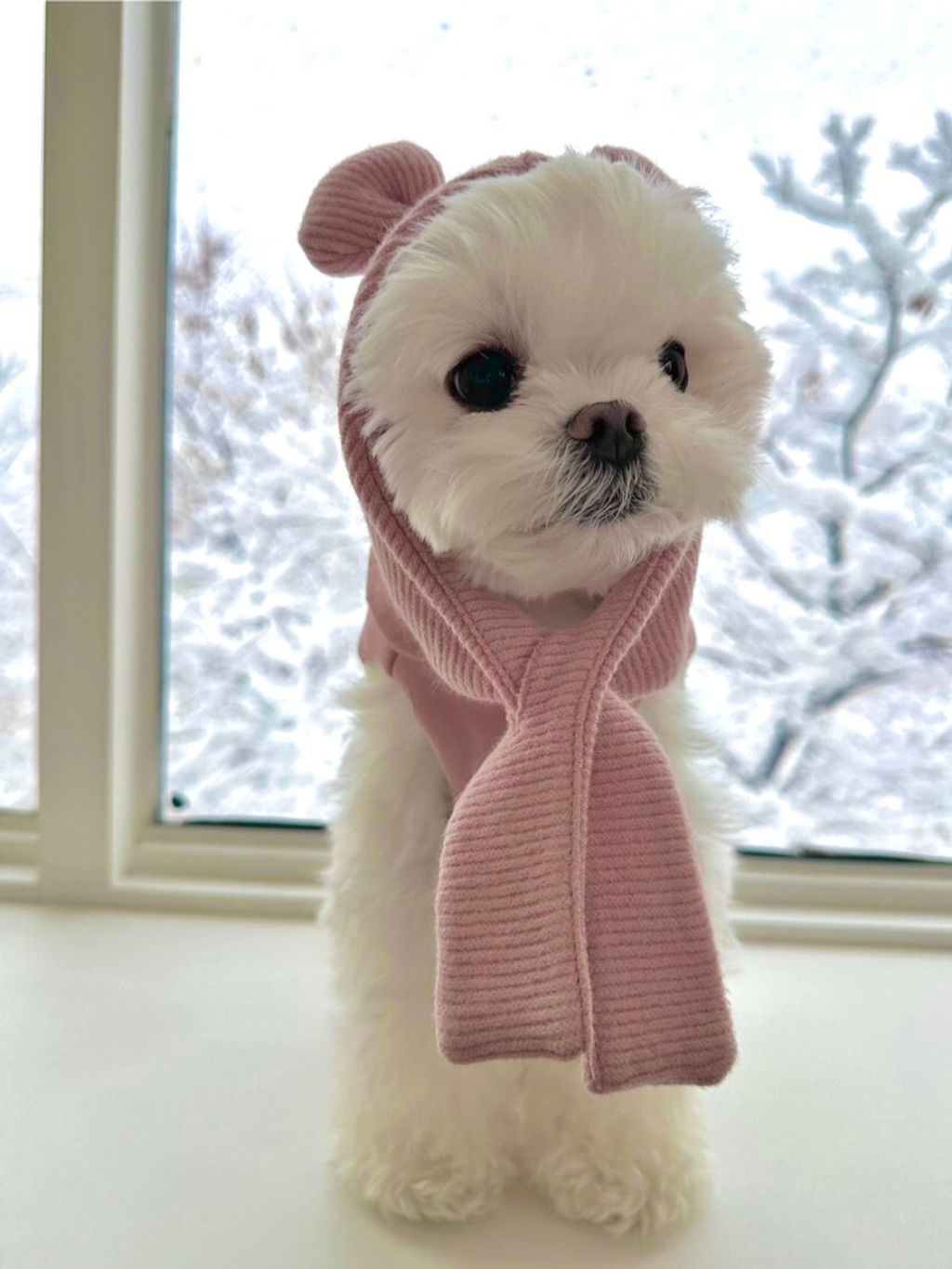 image_7C2D9FE5-E71E-4935-BF7D-E202B109C167_1766656418