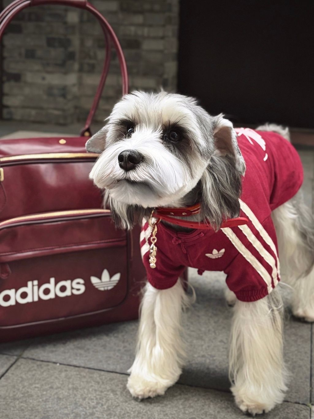 image_8750D293-24B2-499B-9F27-607365E3B415_1767003947