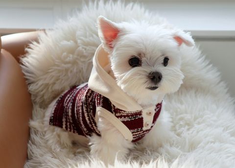 image_4D4B487B-A3C2-4A77-9DFD-8A13A4AF1244_1769433665