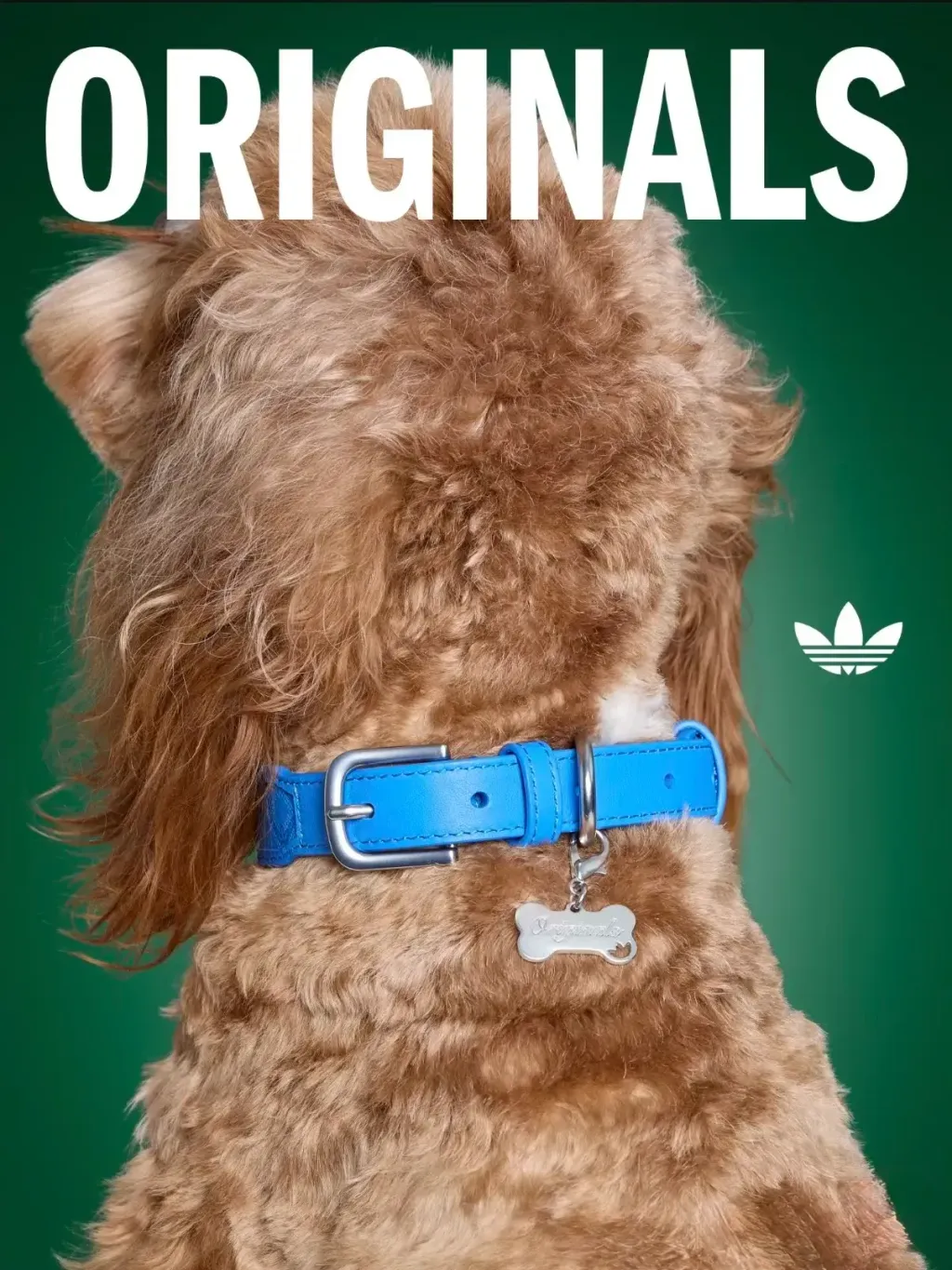 image_F122CD63-84B7-4D5B-8069-DB59CD397D9F_1769848482