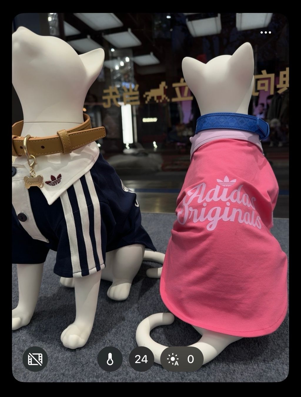 image_D55C84B6-C433-4279-9020-CACA730C534C_1769848482