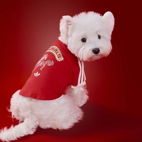 image_6A2AEB52-E69C-451D-8C08-7E69CD8CFA16_1767003422